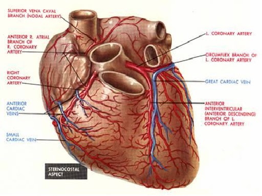 Problemele Inimii şi Metode De Explorare A Funcţiei Acesteia Tratament Alternativ Al Bolilor