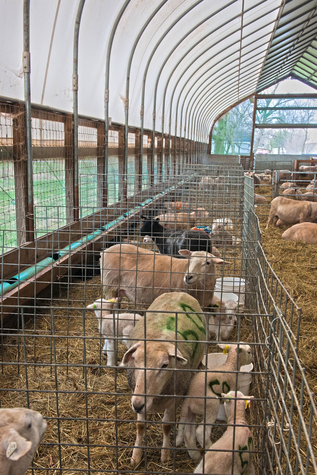 Premier Farm Diary Lambing Jug Basics