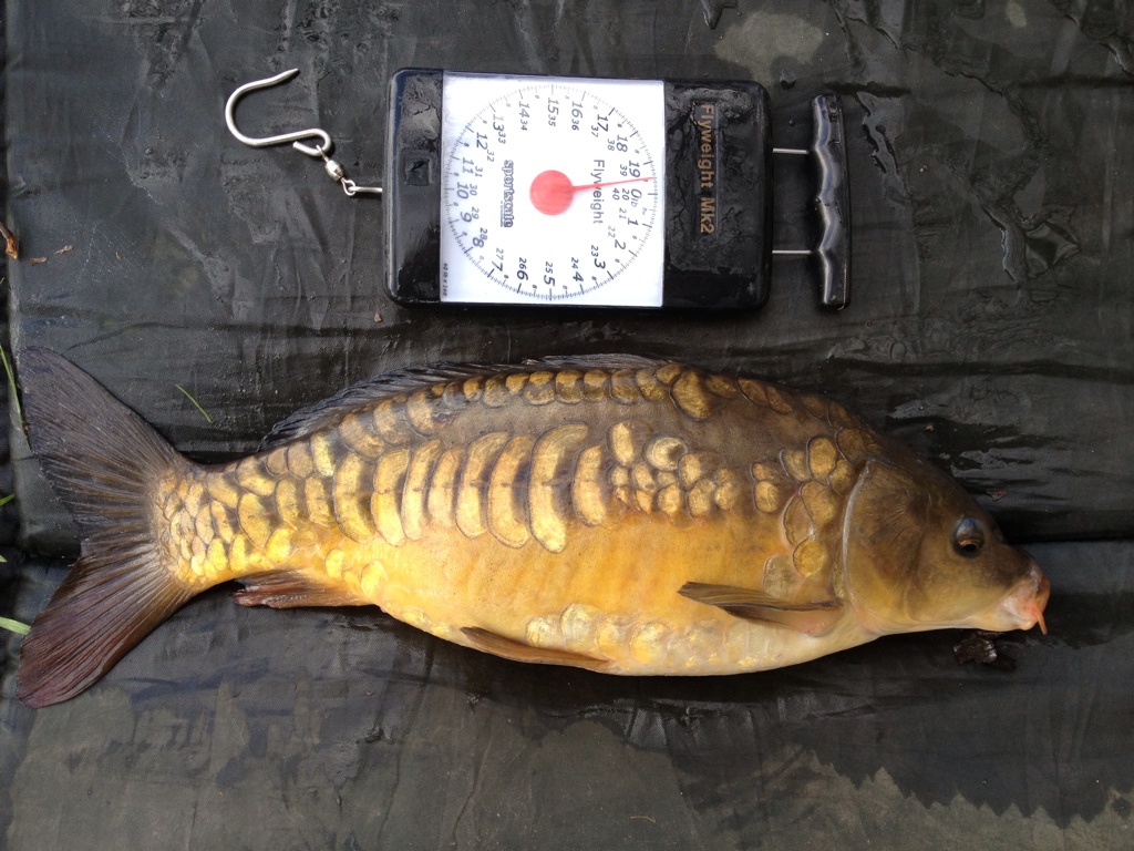 Danny s Angling Blog 10lb Carp Blog danny-s-angling-blog-10lb-carp-blog