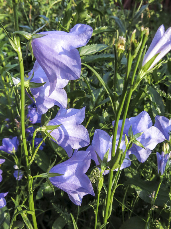 blåklocka, bluebell blåklocka, bluebell