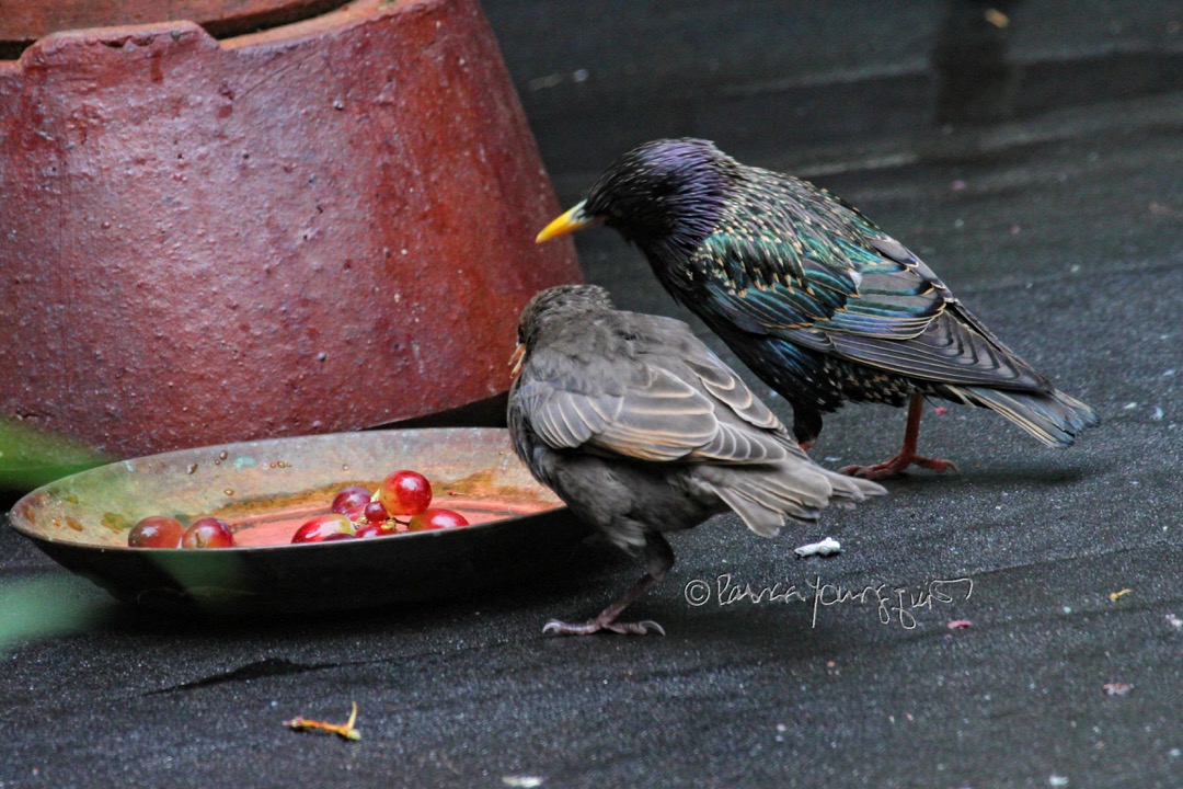 The Last Leaf Gardener Starlings came to NYC 129 years ago today.