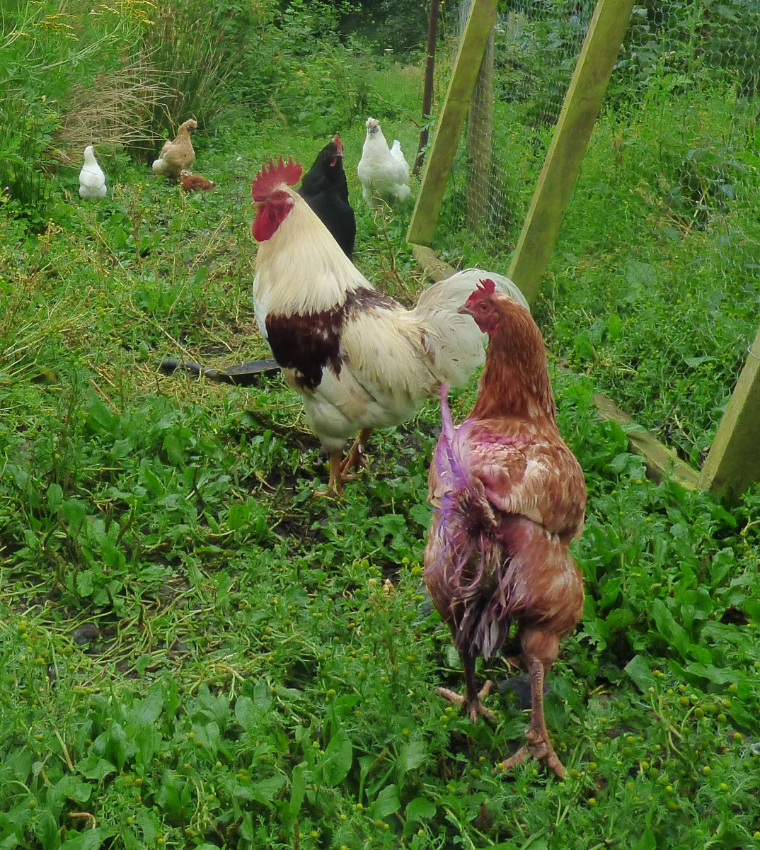 Nelly's Garden Every Picture Bloody Chickens