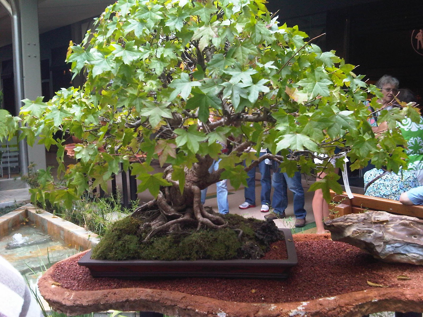 BONSAI COLOMBIA Expo Bonsai Medellin.
