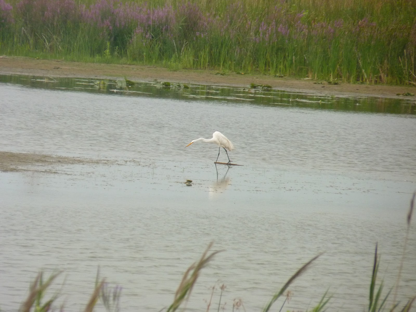DOGWOOD: Wolf Lake DOGWOOD: Wolf Lake