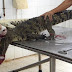 Proveedores vietnamitas de Louis Vuitton despellejan cocodrilos vivos para fabricar bolsos y zapatos