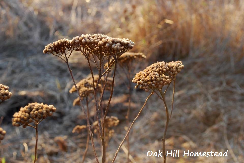 How To Forage, Harvest and Dry Yarrow Oak Hill Homestead