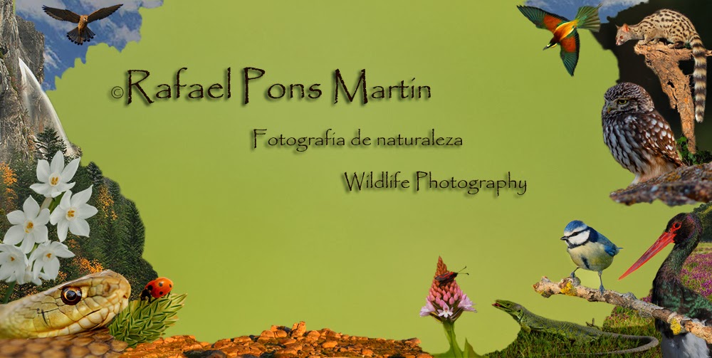Rafael Pons Martin- Fotografia de Naturaleza