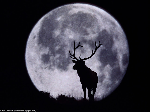 Deer on the background of the moon