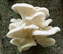 Cultivation of oyster mushroom in hindi - Mushroom One