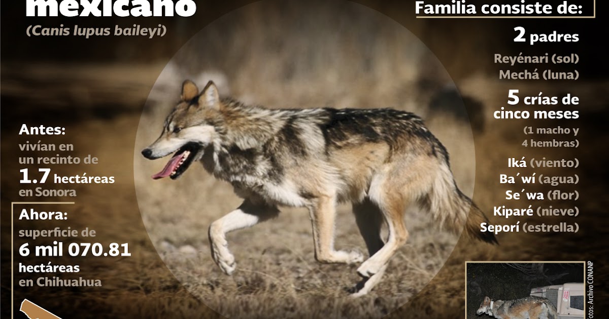 Aprende de lobos Lobos, Frases de lobos, Lobos enamorados Aprende de lobos Lobos, Frases de lobos, Lobos enamorados