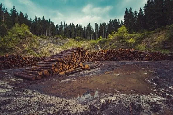 Causas y Consecuencias de la Deforestación