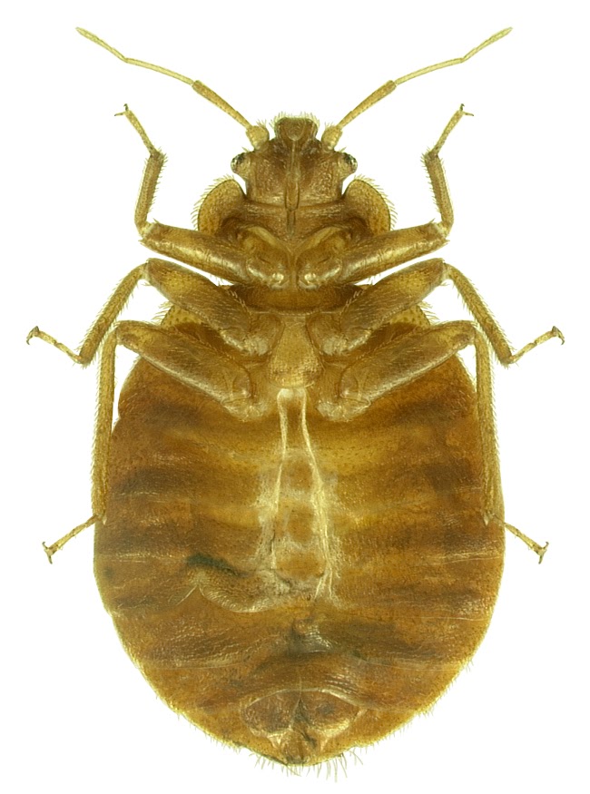 A Bed Bug Underside Of A Bed Bug