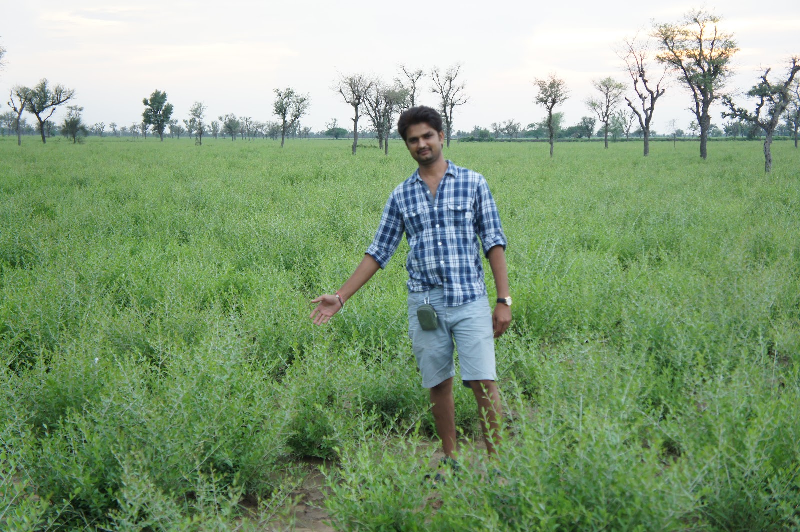 S. M. Heena Industries Finally It rained in Henna Fields in Sojat