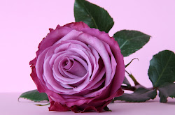 roses rose pink purple desktop wallpapers dark 1080p wallpaperss super
