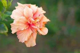 orange hibiscus, flower