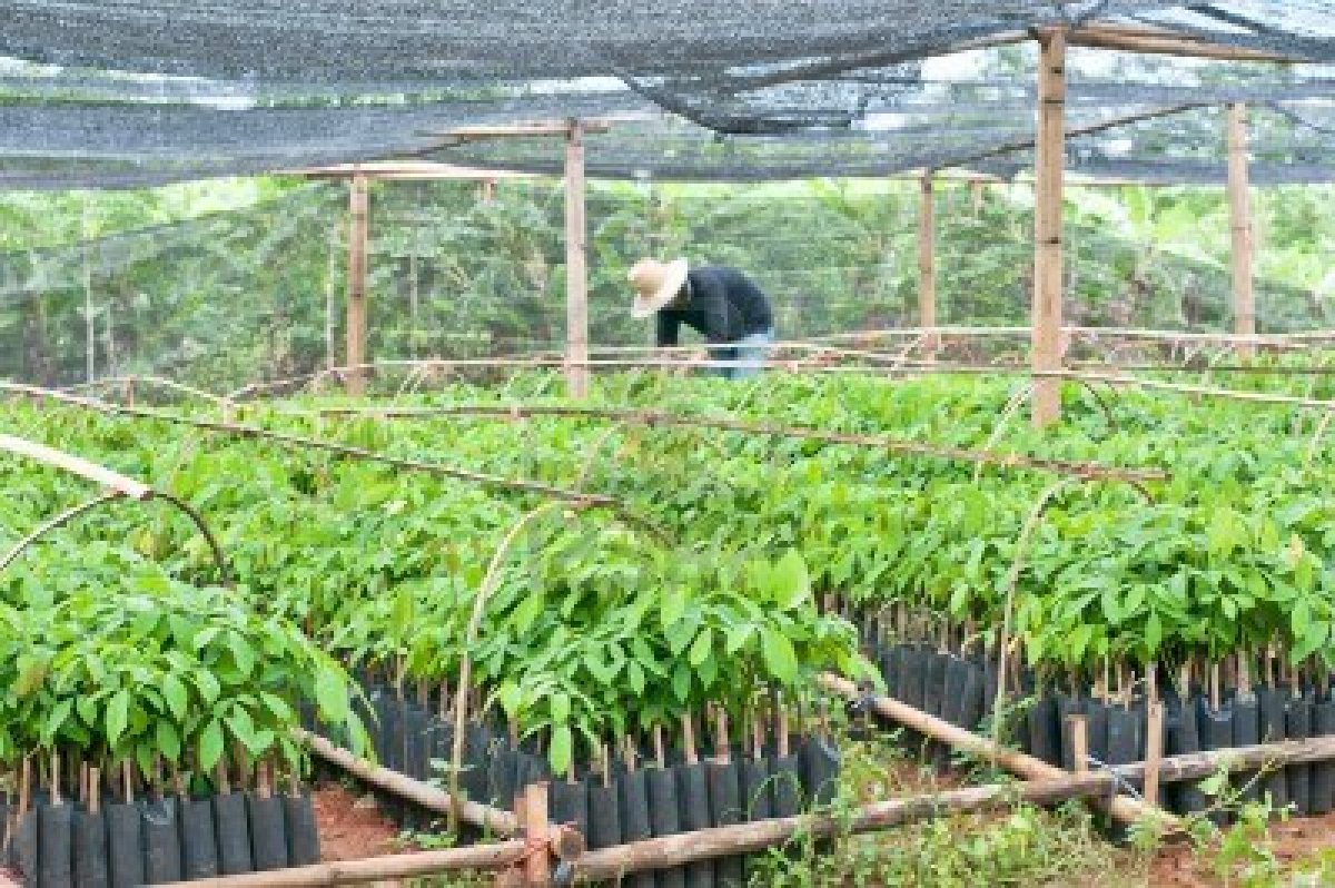 Prateek Mishra Plantation Of Tree