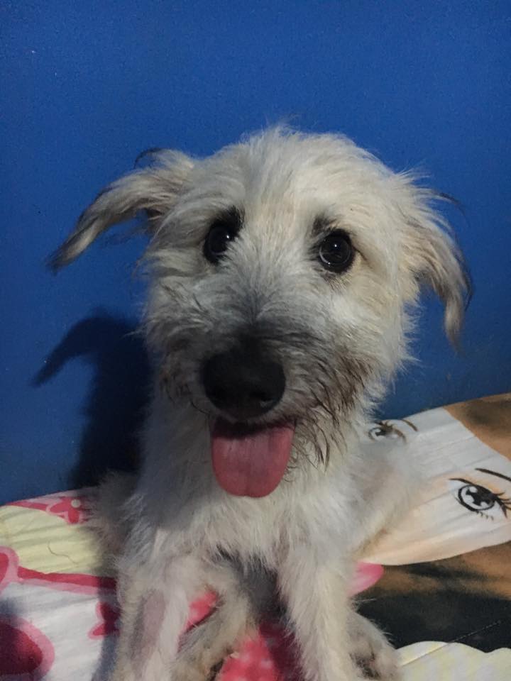 yakult for vomiting dog