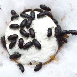 Cara Memelihara Semut Jepang