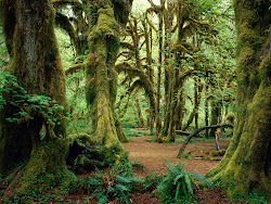 rainforest backgrounds background