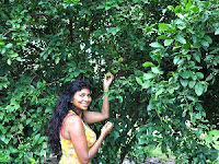 Agroforestry Lemon Tree