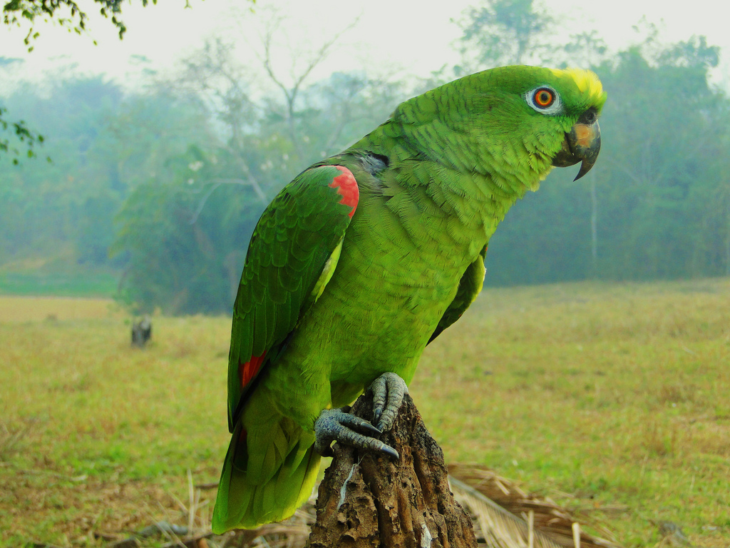 Papagaio-Campeiro (Amazona ochrocephala)