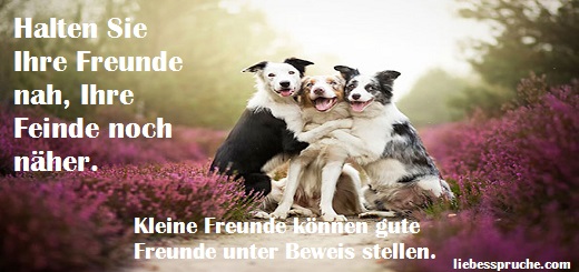 Freundschaftssprüche kurz - passende Sprüche zum Thema Freundschaft Freundschaft-Sprüche