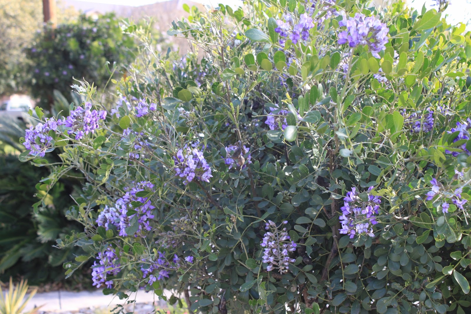 RockOakDeer Mild winter brings plenty of March blooms to the garden