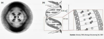 dna dna