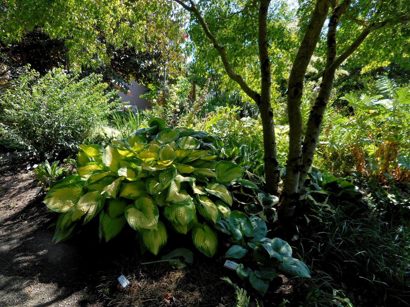 Gardening With Grace Garden Tour Sebright Gardens