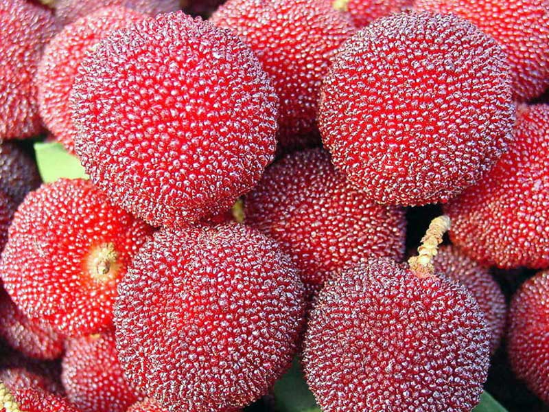 Fruit And Ve ables Starting With Letter D All The Best Fruit Fruit And Ve ables Starting With Letter D All The Best Fruit