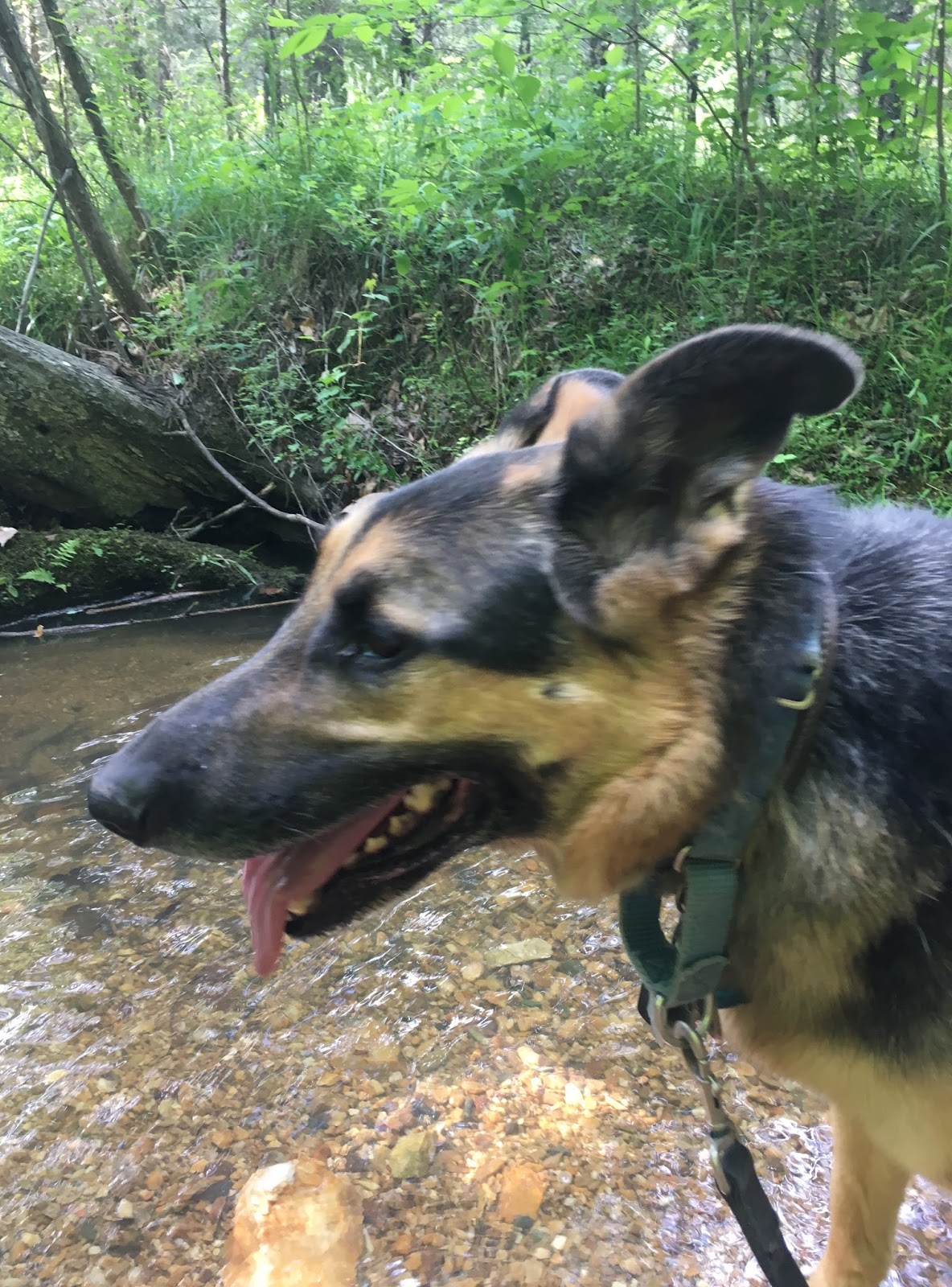 VA Dog Rescue Heading out