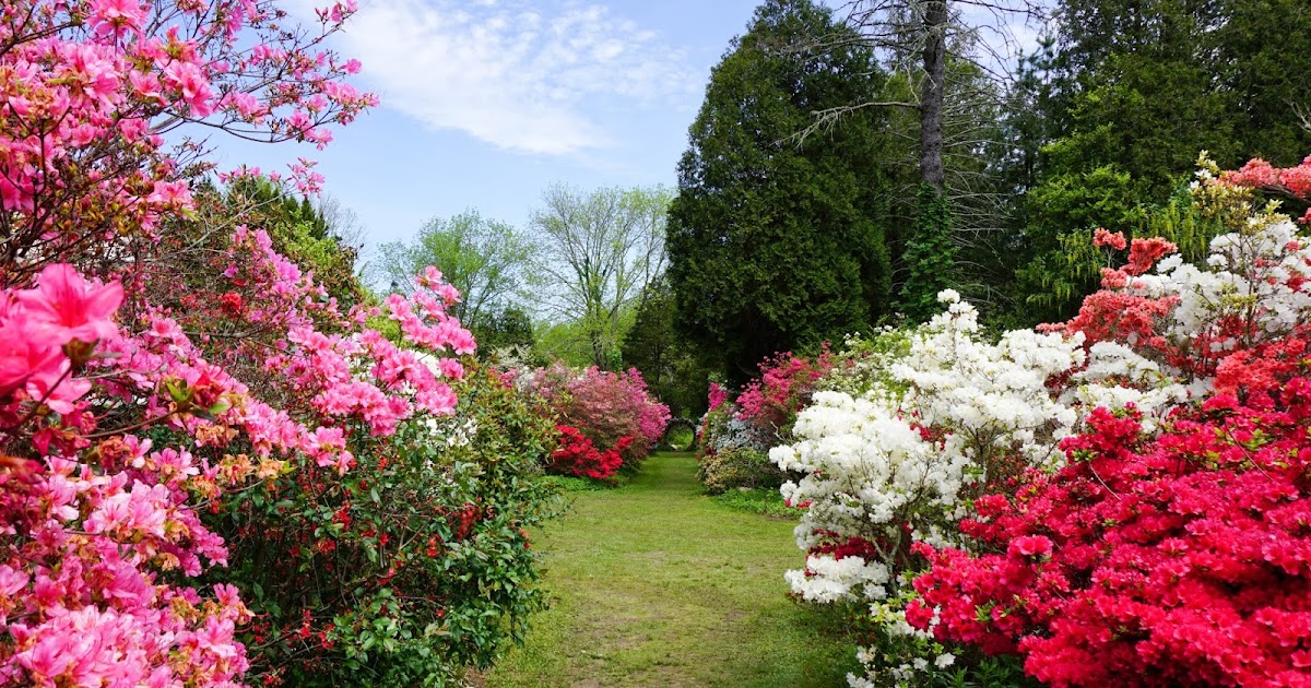 Full Bloom at the Kinney Azalea Garden