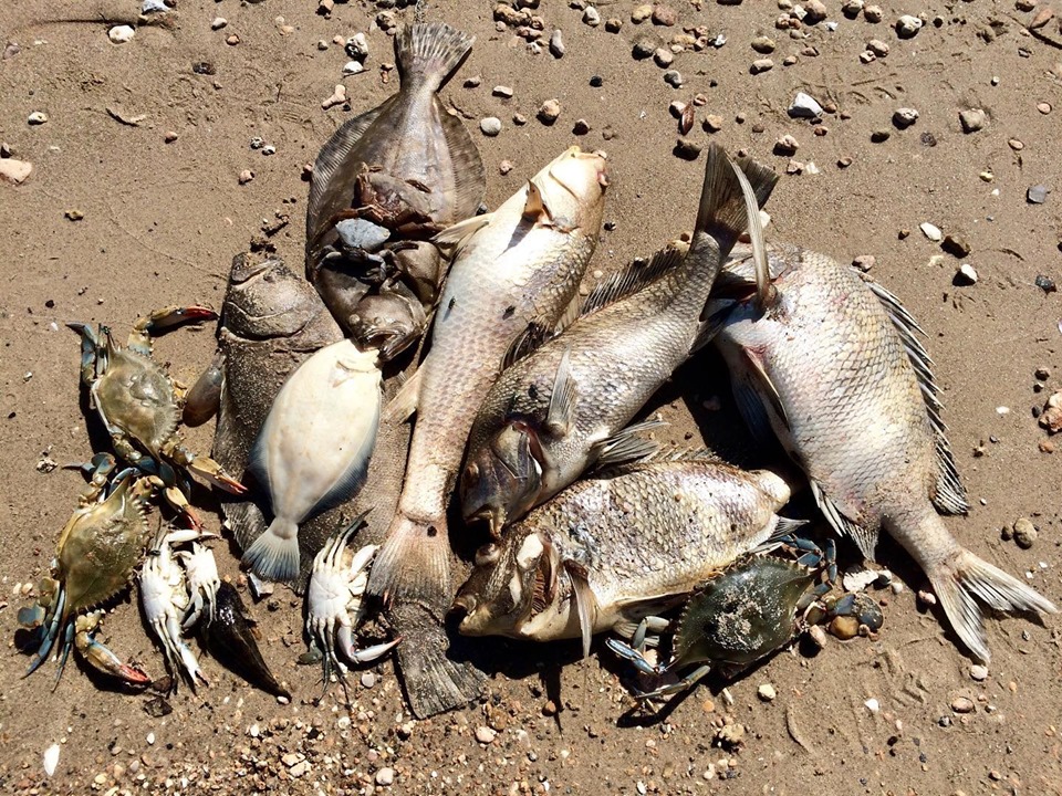 GALVESTON BAY UPDATE 5 Unified Command continues response to collision on Houston Ship