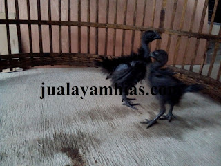 Galeri Foto Ayam Cemani Walik Terbaru 10 Foto Ayam Cemani Walik Terbaru Jual Ayam Hias Ayam Cemani Walik Usia 1 Bulan