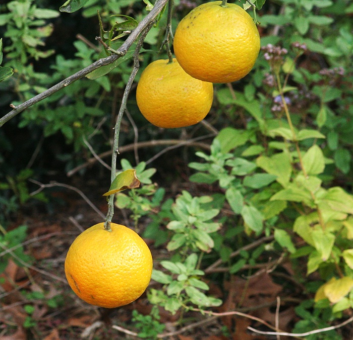 Gardening With Nature This week in the garden 39