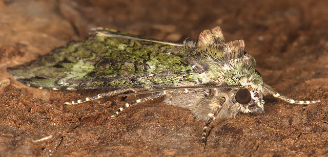 Green Arches, Anaplectoides prasina. Crowborough, 24 June 2017. Green Arches, Anaplectoides prasina. Crowborough, 24 June 2017.