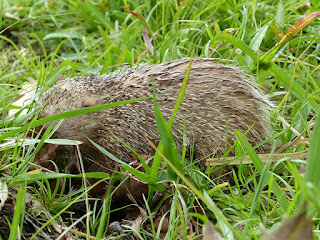Tenrec ecaudatus - Tangue - Tengue Tenrec ecaudatus - Tangue - Tengue