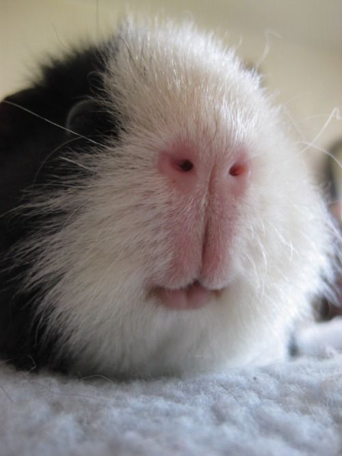 Is Your Guinea Pig Is Sick? Behavioural And Physical Signs To Look Out