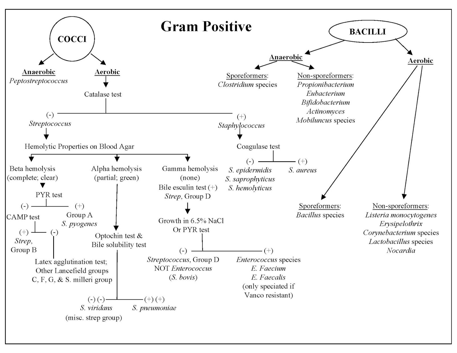 Gram Positive Identification Chart