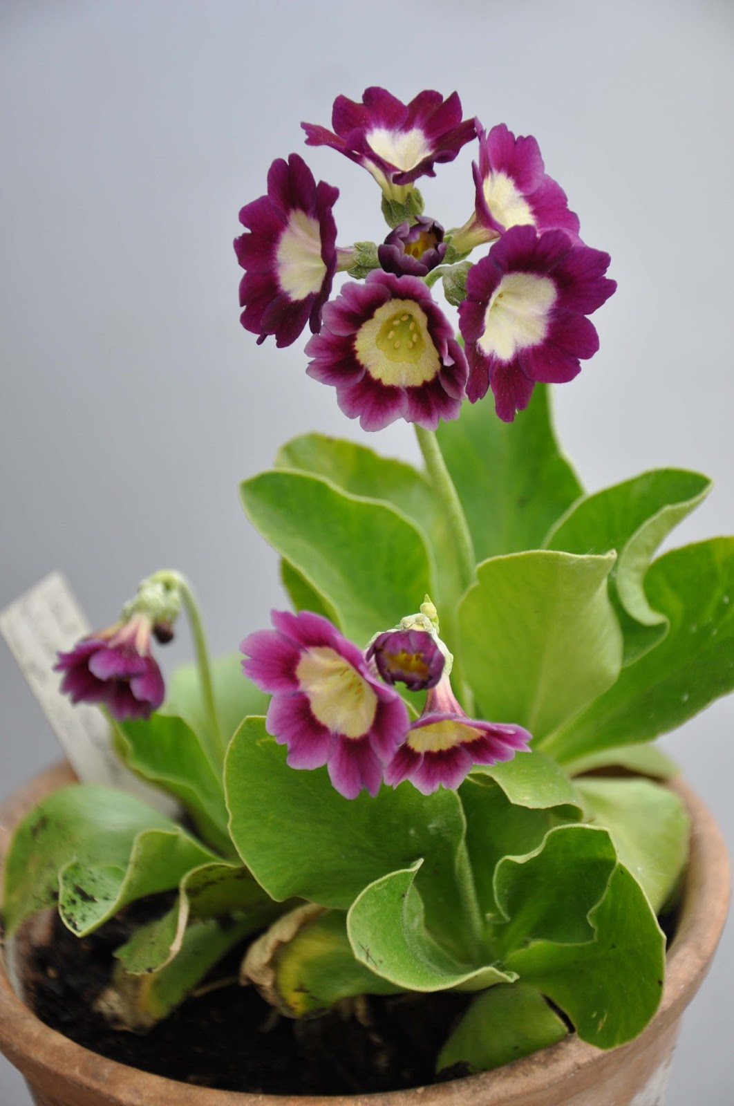 Sweden's auricula club: some of andreas's auricula collection in ...