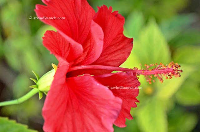 Red Flower, Beauty, Spreading, Beautiful, HD, Hibiscus