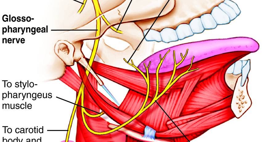 Лицевой языкоглоточный нерв. Языкоглоточный нерв анатомия. Схема языкоглоточного нерва анатомия. Языкоглоточный нерв и подъязычный нерв. Языкоглоточный нерв (IX).
