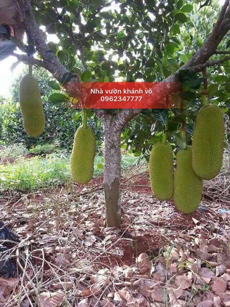 Giống mít trái dài Malaysia - Siêu trái , siêu dài B9ec1a2a2a63ca3d9372