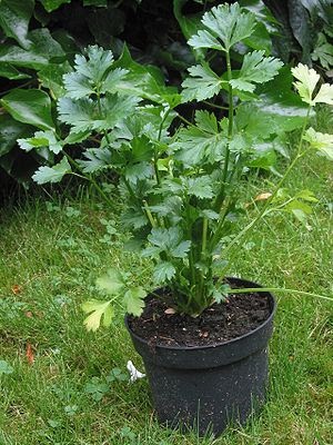 Cinta Haky ki: Tips Kesihatan: Sayur Dan Buah Yang Boleh 