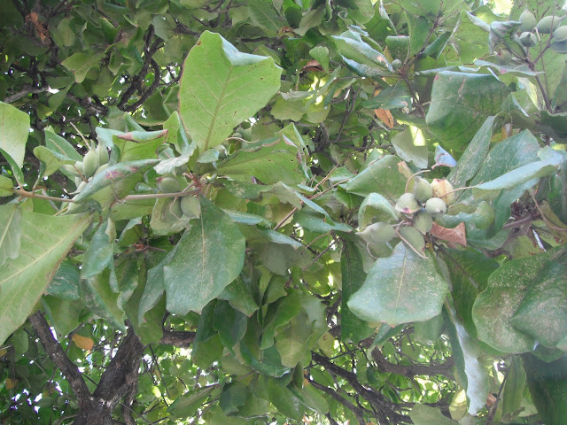 almond tree almond tree