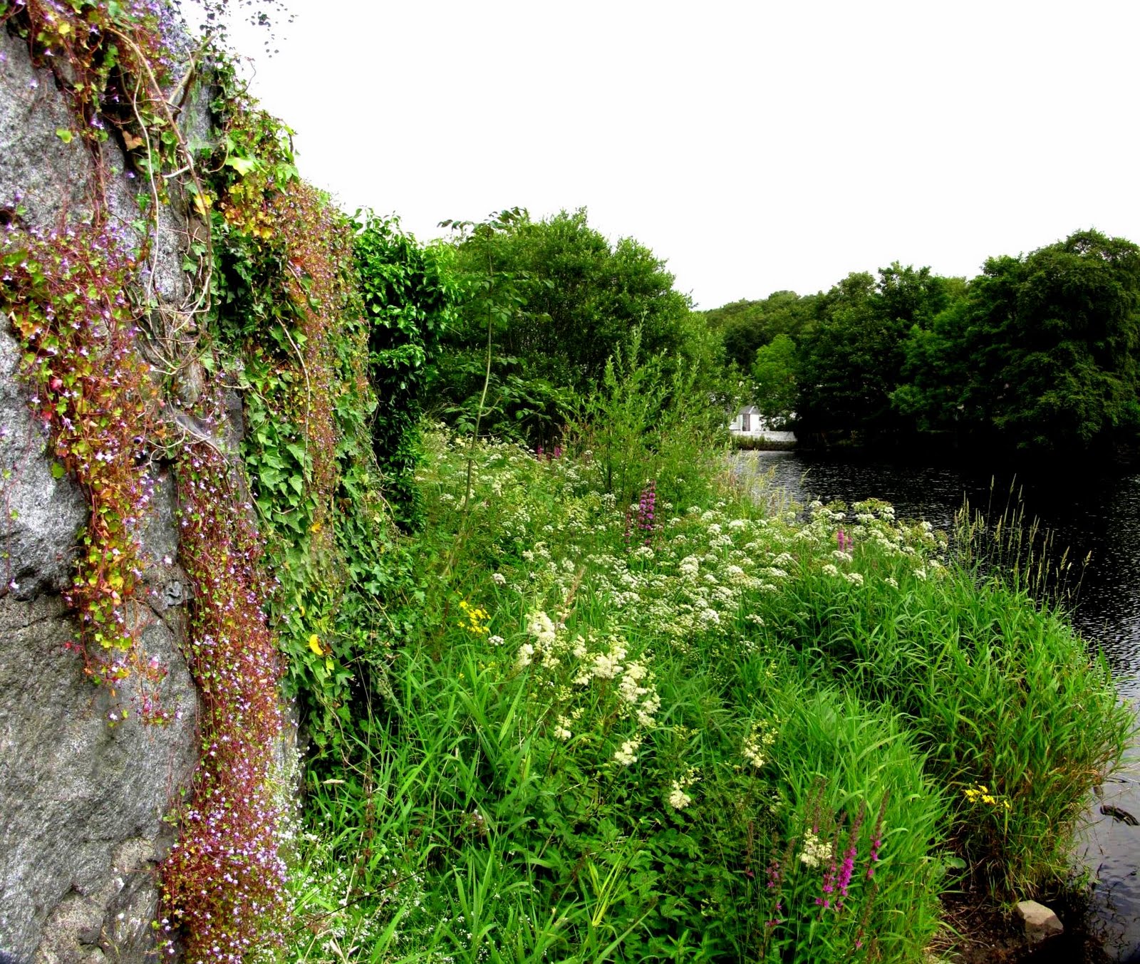 The Glebe Blog Newton Stewart in Bloom Wild and Cultivated