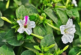 Bunga Pukul Empat Flora Identitas Provinsi Lampung