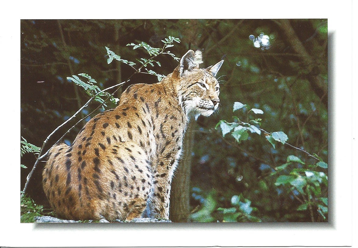 MY POSTCARD-PAGE: GERMANY ~ The Lynx - Harz National Park MY POSTCARD-PAGE: GERMANY ~ The Lynx - Harz National Park