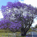 Jual Tanaman Pohon Jacaranda Harga Terjangkau