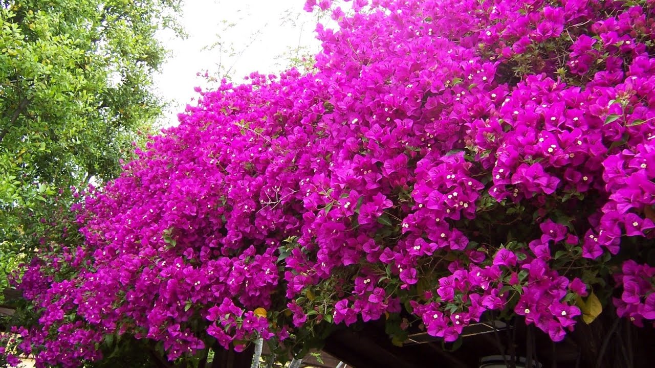 bougainvillea flower wallpaper bougainvillea flower wallpaper